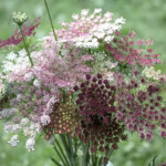 Purple Kisses Daucus Seed