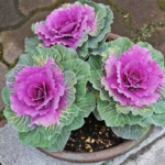 O1CN01wLaXWB2Jkjm5UYtIZ__2213216199460_jpg_q50_jpg