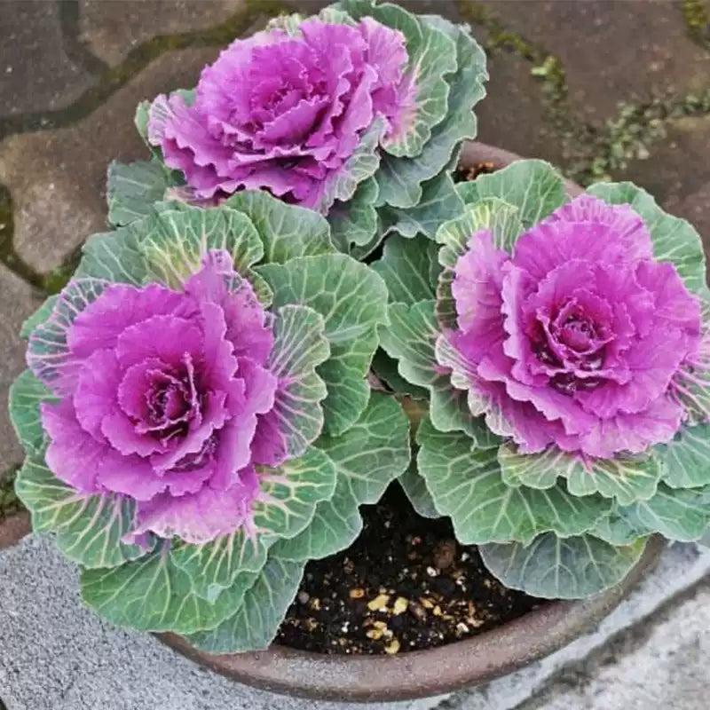 O1CN01S8WZ8T2Jkjah1T0sZ__2213216199460_jpg_q50_jpg