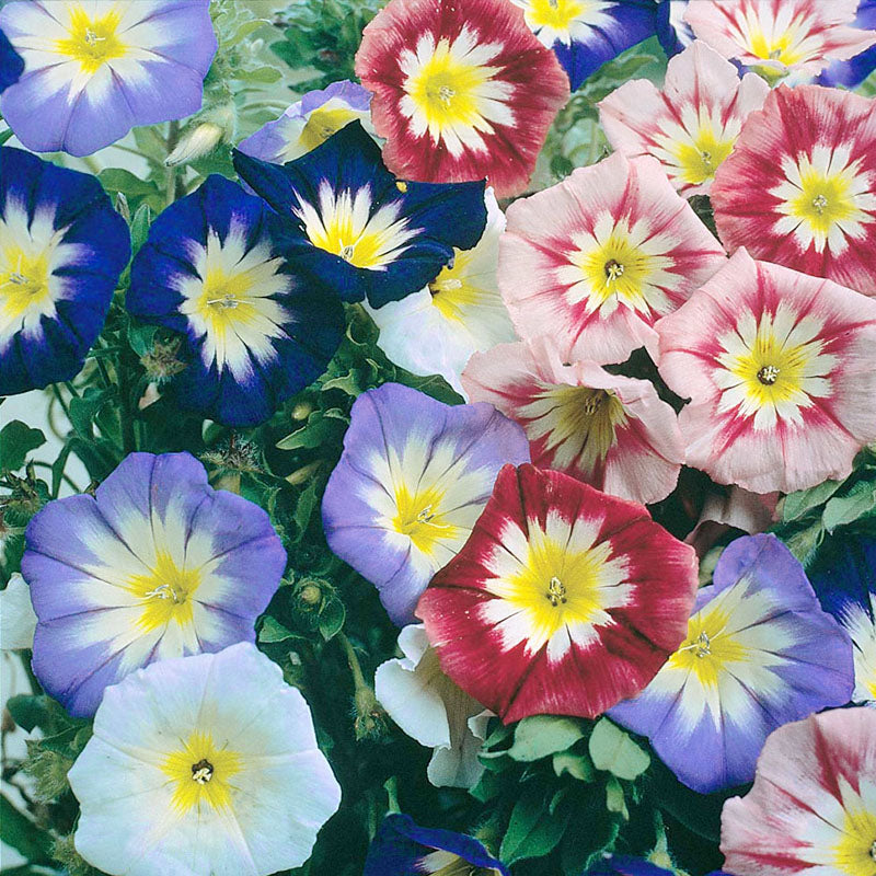 O1CN01SMnFyA2JkjZw6SQcN__2213216199460