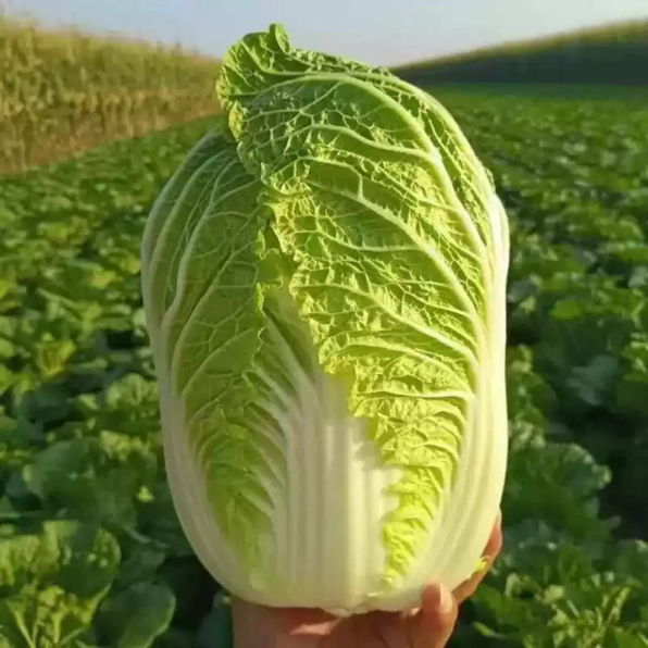 Emiko Hybrid Organic Chinese Cabbage Seeds