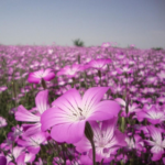 O1CN012LjliW1NdBRwutlHF__673761592