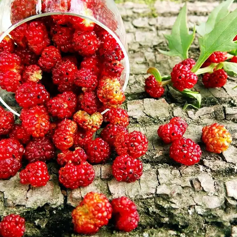 O1CN01SfU1DA2JkjaIWACMB__2213216199460_jpg_q50_jpg