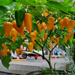 O1CN01iIjke11yAurQ1UCaq__2217150586539_jpg_q50_jpg