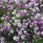 O1CN01f4aDjY1wOXIMgrmYe__581276298_jpg_q50_jpg