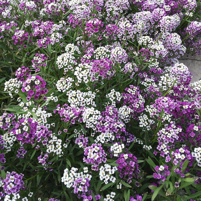 O1CN01SknFvh2BdOJ9S0gQ1__2044468361-0-cib