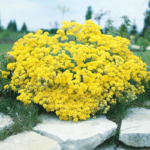 O1CN0188BOnu2JkjaTBwM3P__2213216199460_jpg_q30_jpg