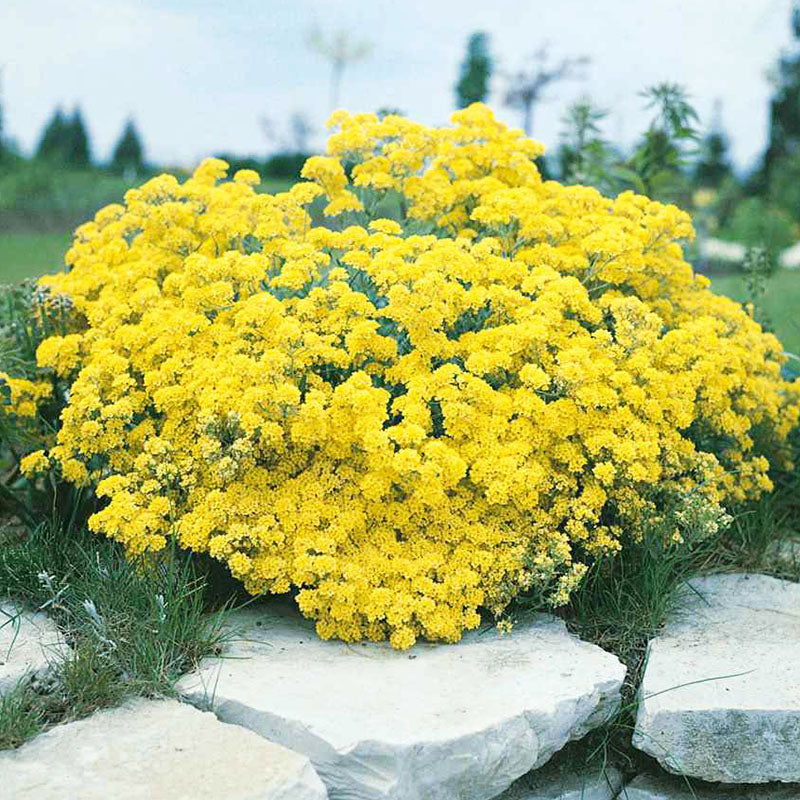 O1CN01T0E3cn2JkjaMk9RVI__2213216199460