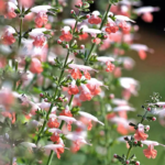 O1CN01lvwQiK2JkjkOCTHWb__2213216199460_jpg_q50_jpg