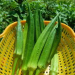 Clemson Spineless Okra Seeds