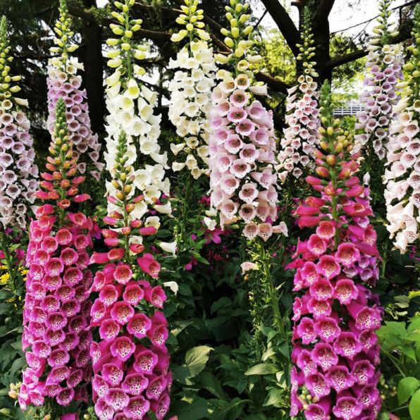 Mix Hybrid Foxglove Seeds