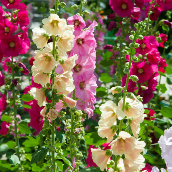 Summer Carnival Hollyhock Mix Seeds