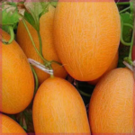 O1CN01WKQetB1XwYMhGdgWb__2213597952988_jpg_q50_jpg