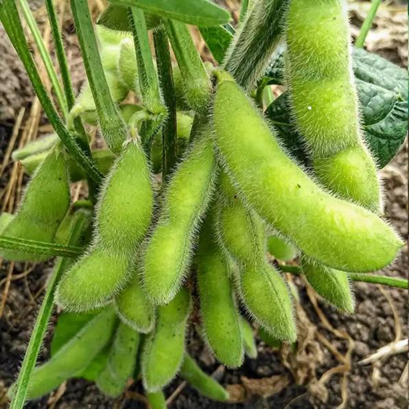 Chiba Green Organic Edamame Soybean Seeds