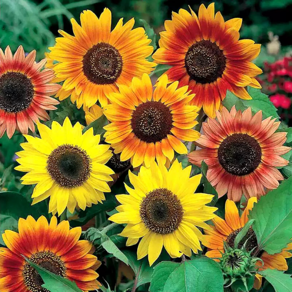 Mix Large Flowered Colored Sunflower Seeds