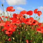 O1CN01fOz03T2BdOJCFlCPN__2044468361-0-cib