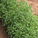 03281_01_compactsummersavory