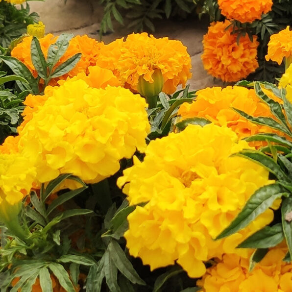 Janie Yellow Marigold Seeds
