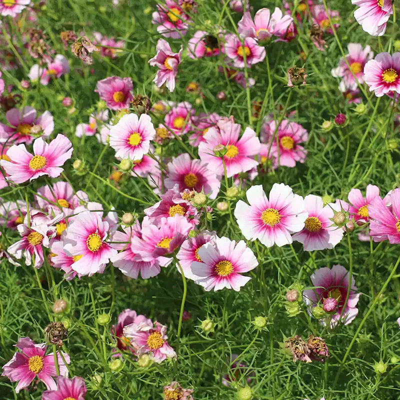 O1CN01U6MnNk1wtgAHBHYOl__753026366_jpg_q50_jpg