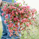 O1CN01sywEsN2Jkjlqxx4P4__2213216199460_jpg_q50_jpg