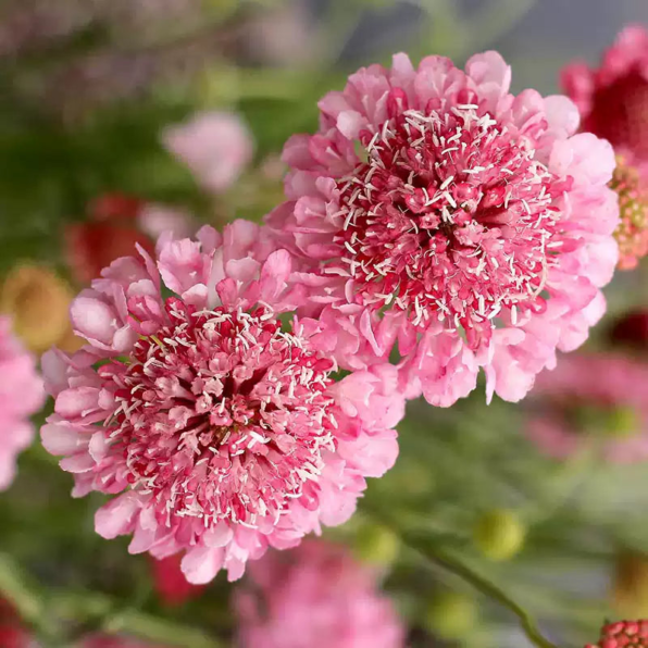 Pink Pincushion Scabiosa Flower Seeds