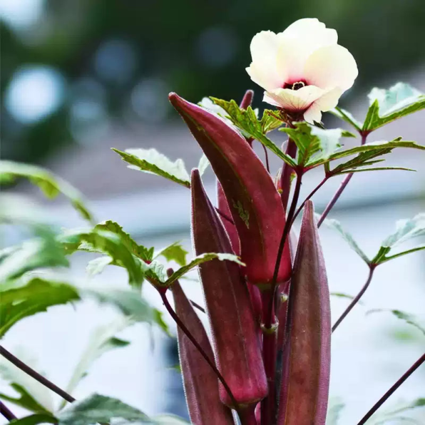 Organic Red Burgundy Okra Seeds