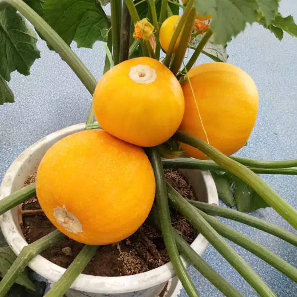 One Ball (F1) Squash Seed