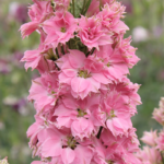 03335_01_qis_carmine