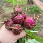 O1CN0152OSqX1dXiZPn7YIZ__1071273746_jpg_q50_jpg