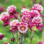 O1CN0161hYQI2JkjevErWBp__2213216199460_jpg_q30_jpg