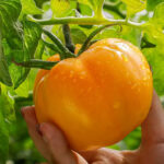 O1CN01Umbftl1aArezIJ7gm__2207726123290_jpg_q50_jpg