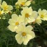 Xanthos Cosmos Seeds
