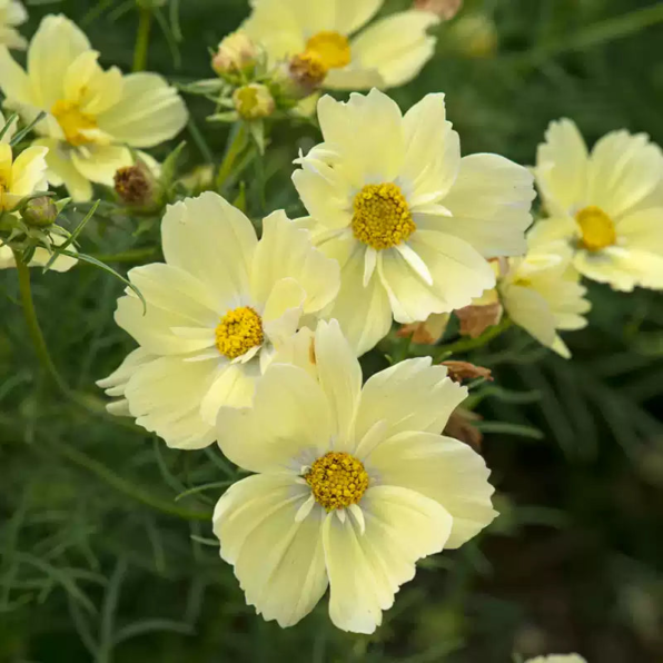 Xanthos Cosmos Seeds