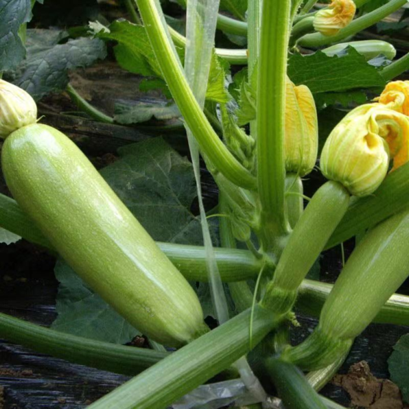 Magda Hybrid Squash Seeds