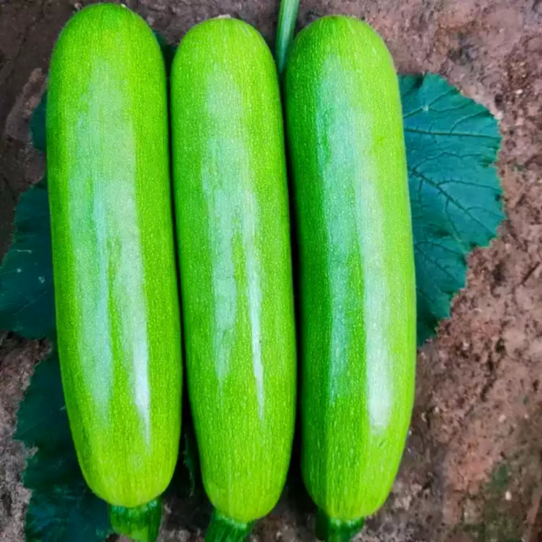 Spineless Perfection Zucchini Seeds