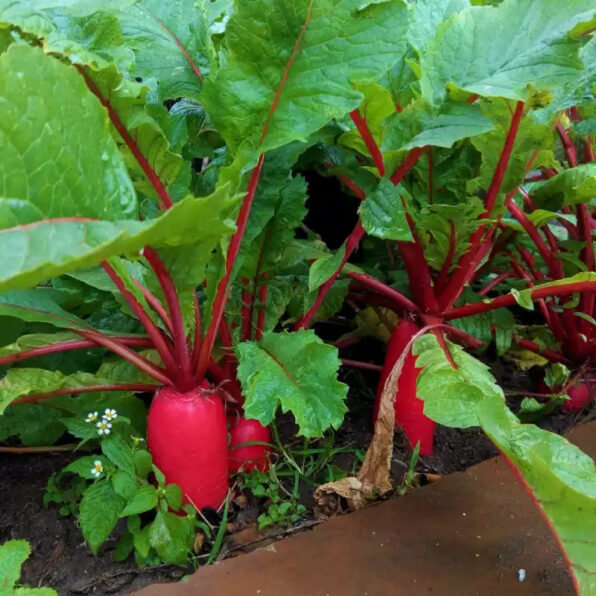 Red King 2 (F1) Radish Seed