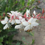 O1CN01Qodplc2JkjXkQ5TrX__2213216199460_jpg_q50_jpg