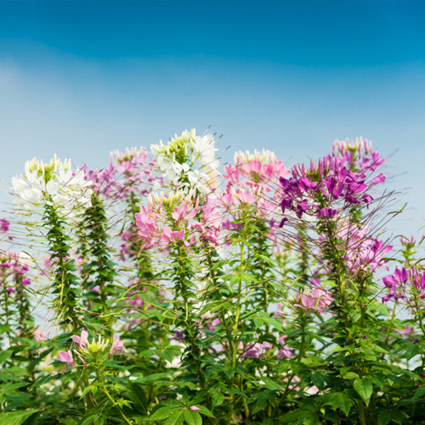 Cleome Queen Mix Seed