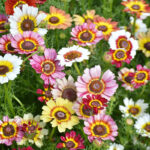 O1CN015Yv2TD2JkjaN5kC4c__2213216199460