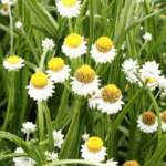 Winged Everlasting Ammobium Seed