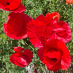 O1CN01fOz03T2BdOJCFlCPN__2044468361-0-cib