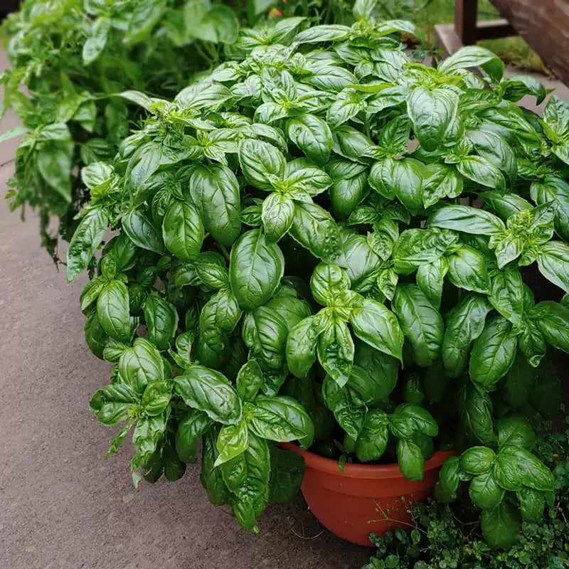 O1CN01VbDTh42JkjlZJjtF3__2213216199460_jpg_q50_jpg