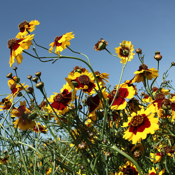 Plains Red & Gold Coreopsis Seeds