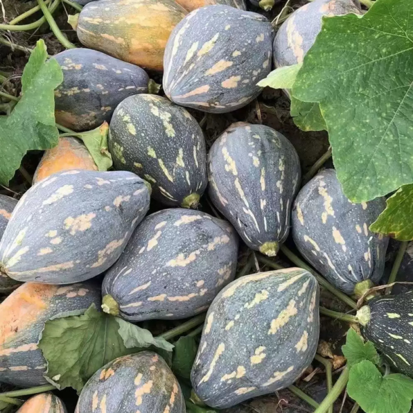 Starry Night PMR Organic (F1) Acorn Squash Seed