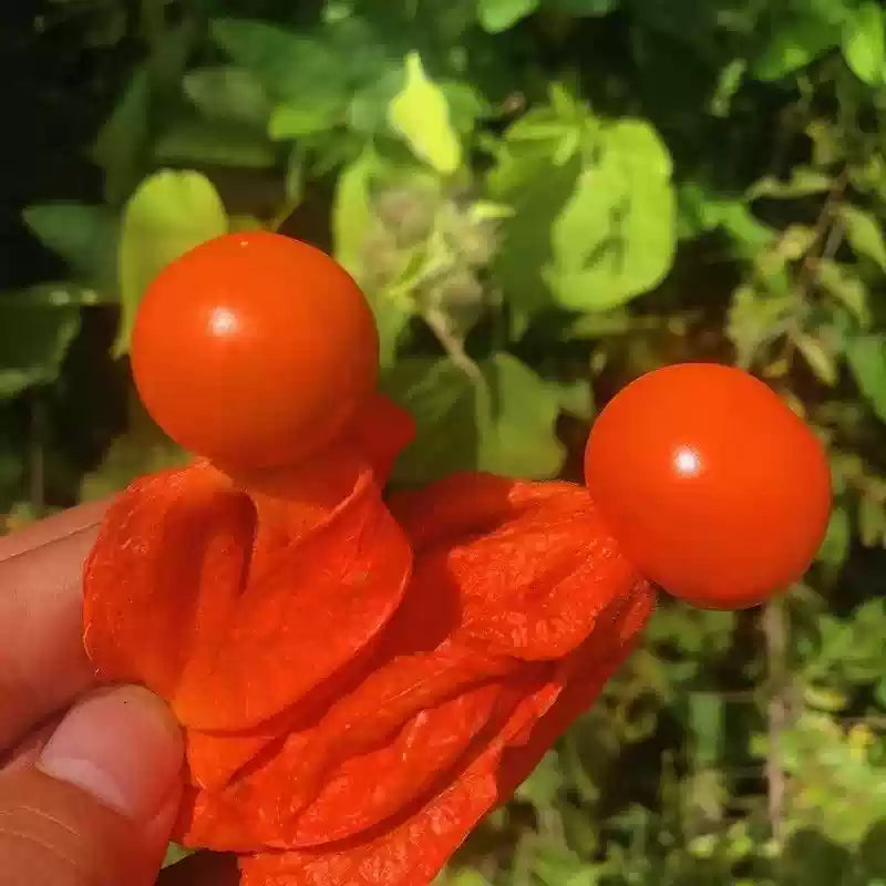 O1CN01VztRo61oUvyIOOMqB__2216518735229_jpg_q30_jpg