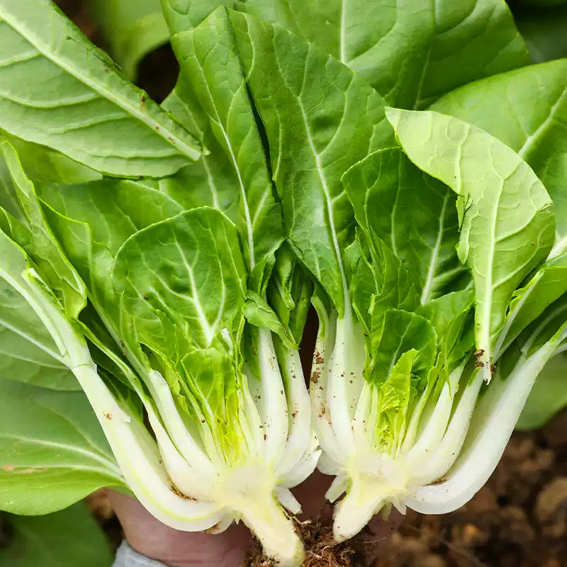 O1CN01W38HaR1dXiQxagdoK__1071273746_jpg_q50_jpg-1