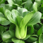 Li Ren Choy Hybrid Pak Choi Seeds