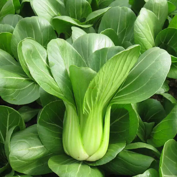 Li Ren Choy Hybrid Pak Choi Seeds
