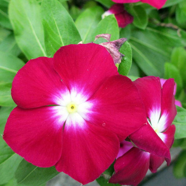Jaio Dark Red Vinca Seeds