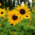 Yellow Dark Center Sunflower Seeds